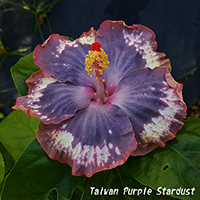 Taiwan Purple Stardust